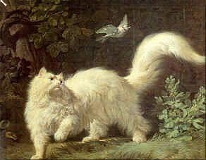 Un chat Angora, Jean-Jacques Bachelier